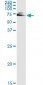 IMPDH2 Antibody (monoclonal) (M01)
